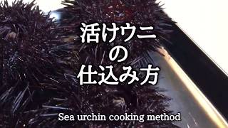 ウニの仕込み Sea urchin