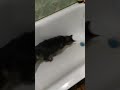 the cat is not afraid of water