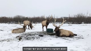 알래스카 야생 동물 보호센터에 다녀왔어요! / Alaska Wildlife Conservation Center