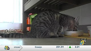 Local animal shelter and pet owners feel impact of inflation