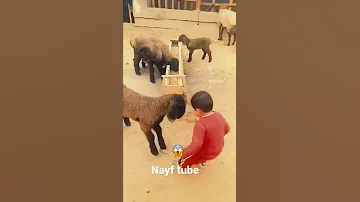 شوفوا الولد نطح الجدي Shorts Funny Youtubeshorts 