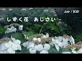 しずく花 あじさい