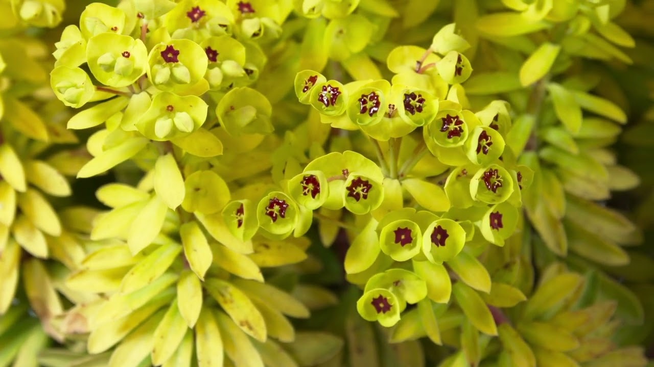 Euphorbia SAHARA™ Tiny Treasure - PlantHaven International