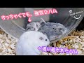 【追い返すw】意外と強気な、一番小さいハムスター
