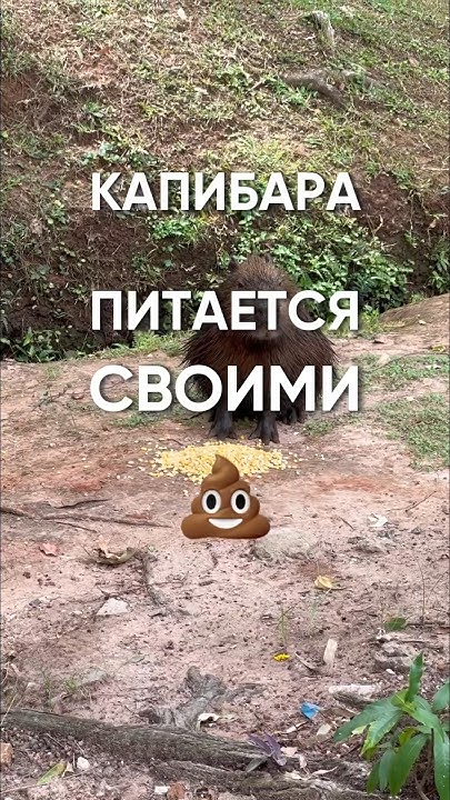 Кто такие капибары и где они живут — мы в шоке 😱 - YouTube