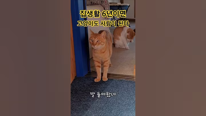 집생활 6년이면 고양이도 사람이 된다 #매탈남#쇼츠3