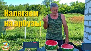 #261 Минус двадцать цыплят и одна утка. Собираем урожай / Переехали на хутор