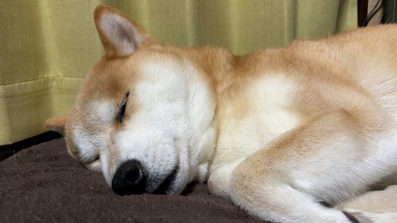 激レア】めったに撮れない柴犬ハナの熟睡映像 - YouTube 激レア】めったに撮れない柴犬ハナの熟睡映像 - YouTube