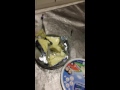 فضيحة جبن المراعي اقرأو الوصف