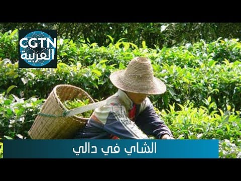 زراعة الشاي تتحول لأداة هامة تنتشل فلاحي دالي من الفقر