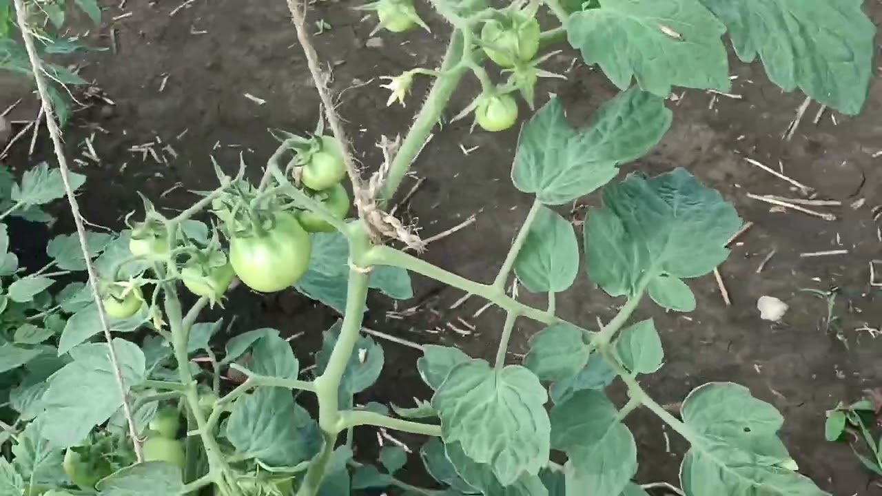 टमाटर के पौधे में झुलसा रोग लग गया उसे कंट्रोल करना बहुत जरूरी है