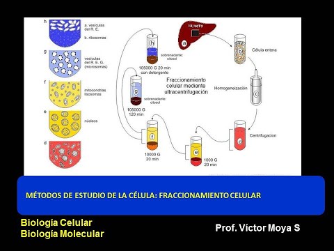 Video: ¿Cómo funciona el fraccionamiento celular?