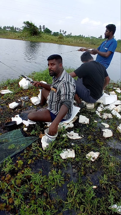 Big Size GREEN Tilapia Catch #fishing #fishingvideos #thoondilulagam #lakefishing