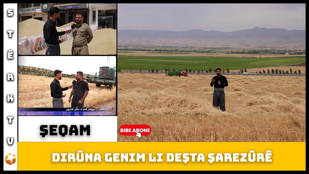 Şeqam - Dirûn û Paleyiya Genim Li Deşta Şarezûrê