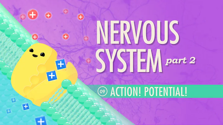 The Nervous System, Part 2 - Action! Potential!: Crash Course Anatomy & Physiology #9