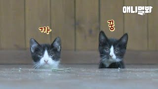Peek-A-Boo~ Секрет котят, которые показывают только мордочку