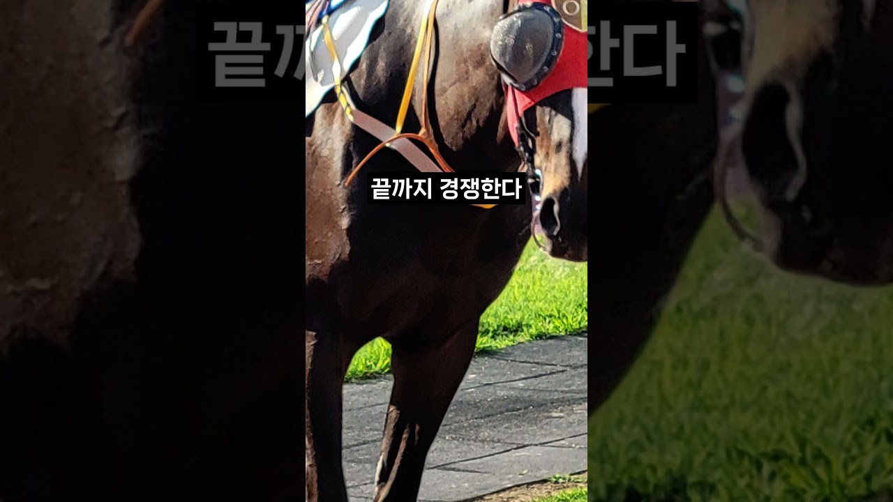 26.01.23 부산경마 08경주