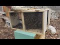 The Bees Have Arrived. Bee Care in the Spring.