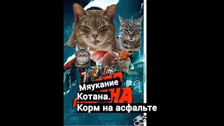 Мяукание Котана.Корм на асфальте 1 серия