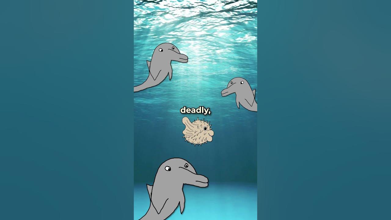 Dolphins consume pufferfish poison for fun youtube