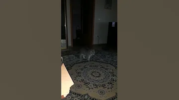 КОШКА ХОЧЕТ КОТА / Зовёт  кота / Звуки кошки в брачный период / Загуляла кошка весной / КОШКИН ДОМ