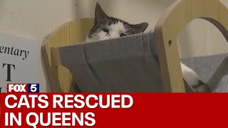 Cats rescued from deplorable conditions in Queens