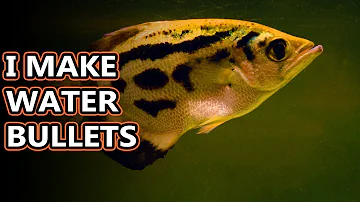 Archerfish facts: the Robin Hood of fish | Animal Fact Files