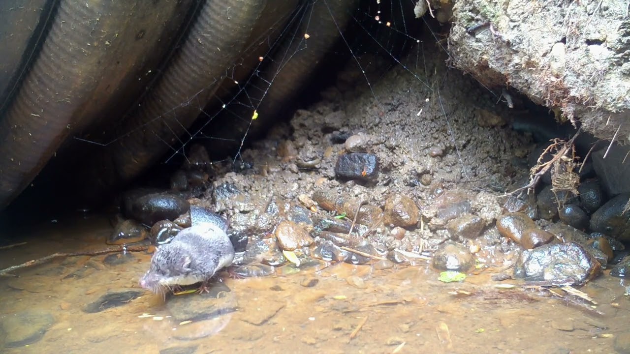 Water Shrew in Daylight