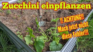 Zucchini einpflanzen: Fast ALLE machen jetzt diese FEHLER! Darauf UNBEDINGT achten!