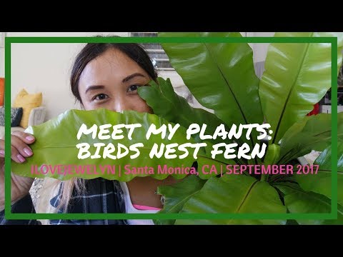 Meet