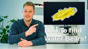 How to Easily Find Tardigrades Anywhere!