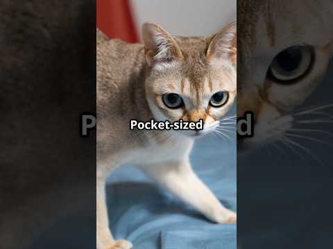 The World's Tiniest Cat Breeds!