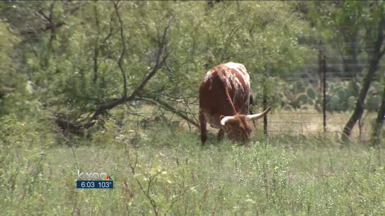 Cattle theft on the rise in Central Texas - YouTube