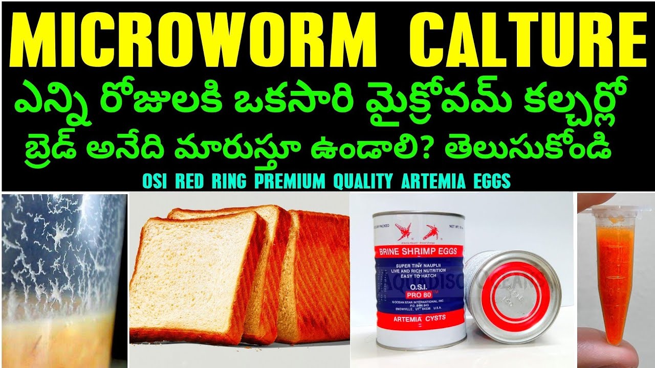 OSI Pro 80 Brine Shrimp Eggs Yellow Ring 20g | Shopee Philippines