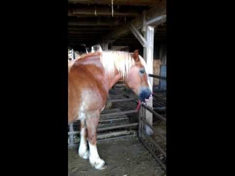 very-funny-horse-video