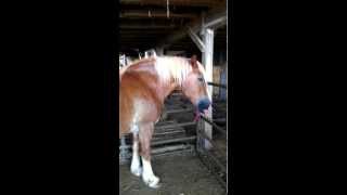 Video Thumbnail for Very funny horse video