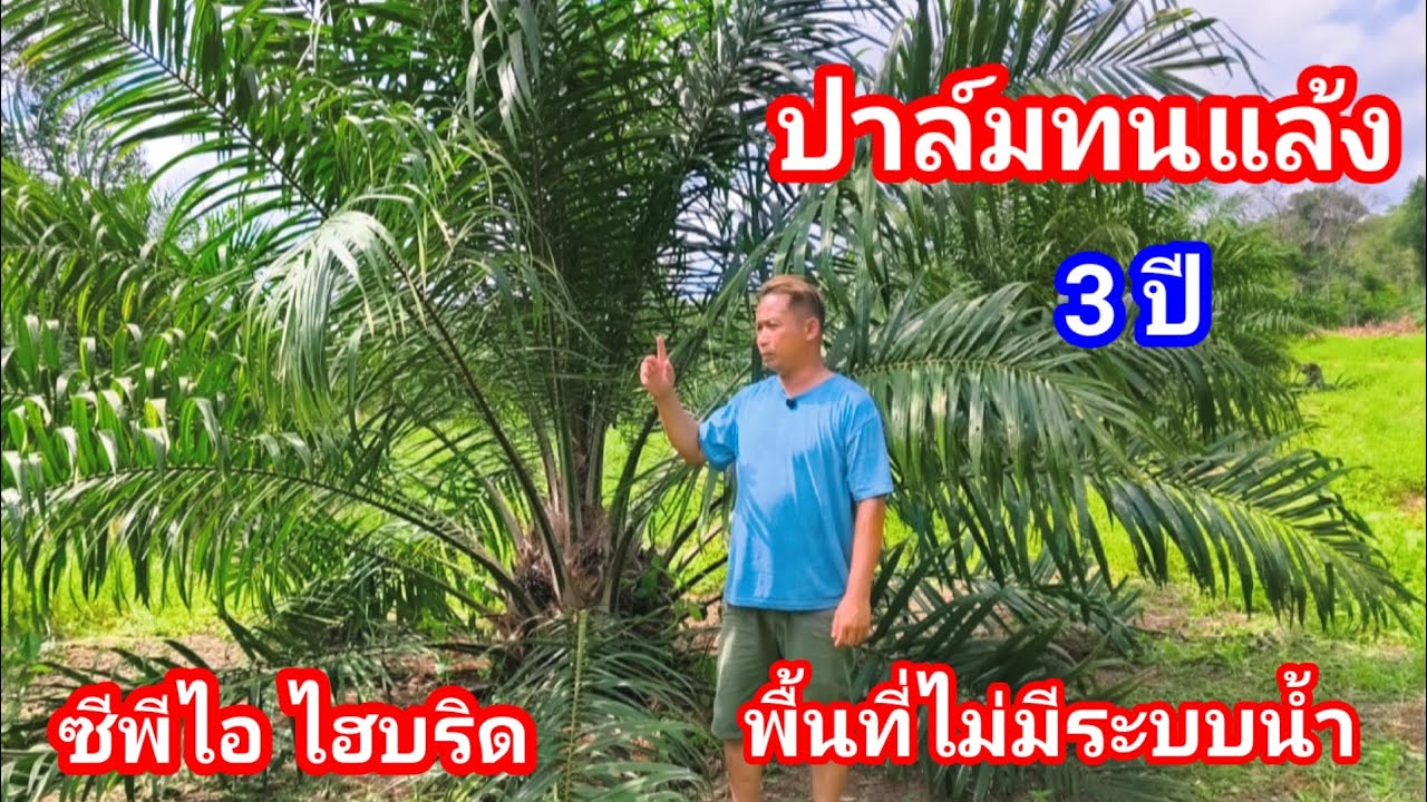 ปลูกปาล์มพันธุ์ทนแล้ว!! แทนมะม่วงหิมพานต์ เพราะปาล์มได้เงินทุกเดือน ทันใช้ ได้เก็บเดือนละ2ครั้ง