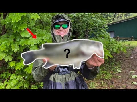 Fishing for Spawning Bass! (BIG BASS)