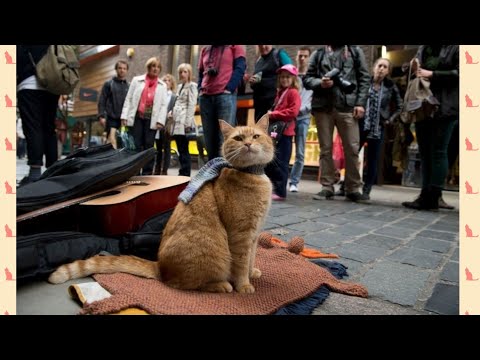 Video: Lelaki terkenal yang meminati kucing