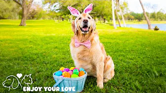 Relaxing Dog Music: Anxiety Relief When Left Alone at Home 🐾🎵Dog Stress Relief Music🎵