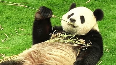 Panda pair makes debut at Belgium zoo