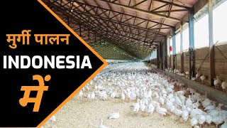 इंडोनेशिया में मुर्गी पालन 🤪 देखकर उड़ जायेंगे होश 🤠 इतना ज्यादा एडवांस