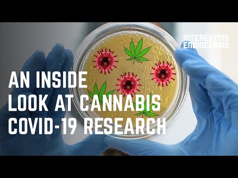 Cure or Hype? An inside look at Cannabis COVID-19 research
