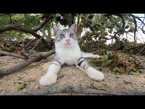 木の枝の下からこっちを見ていた野良猫