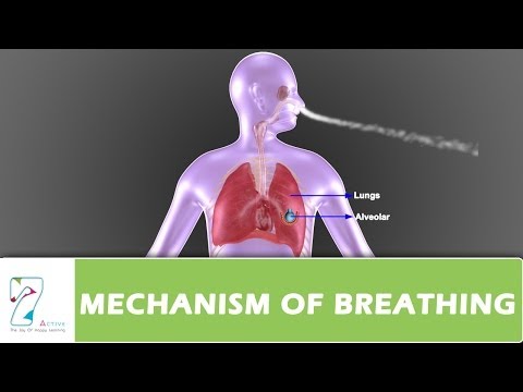 Mechanism Of Breathing Flow Chart