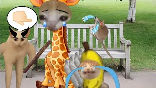 Baby Banana Cat Cry And Happy Videos Episode 62