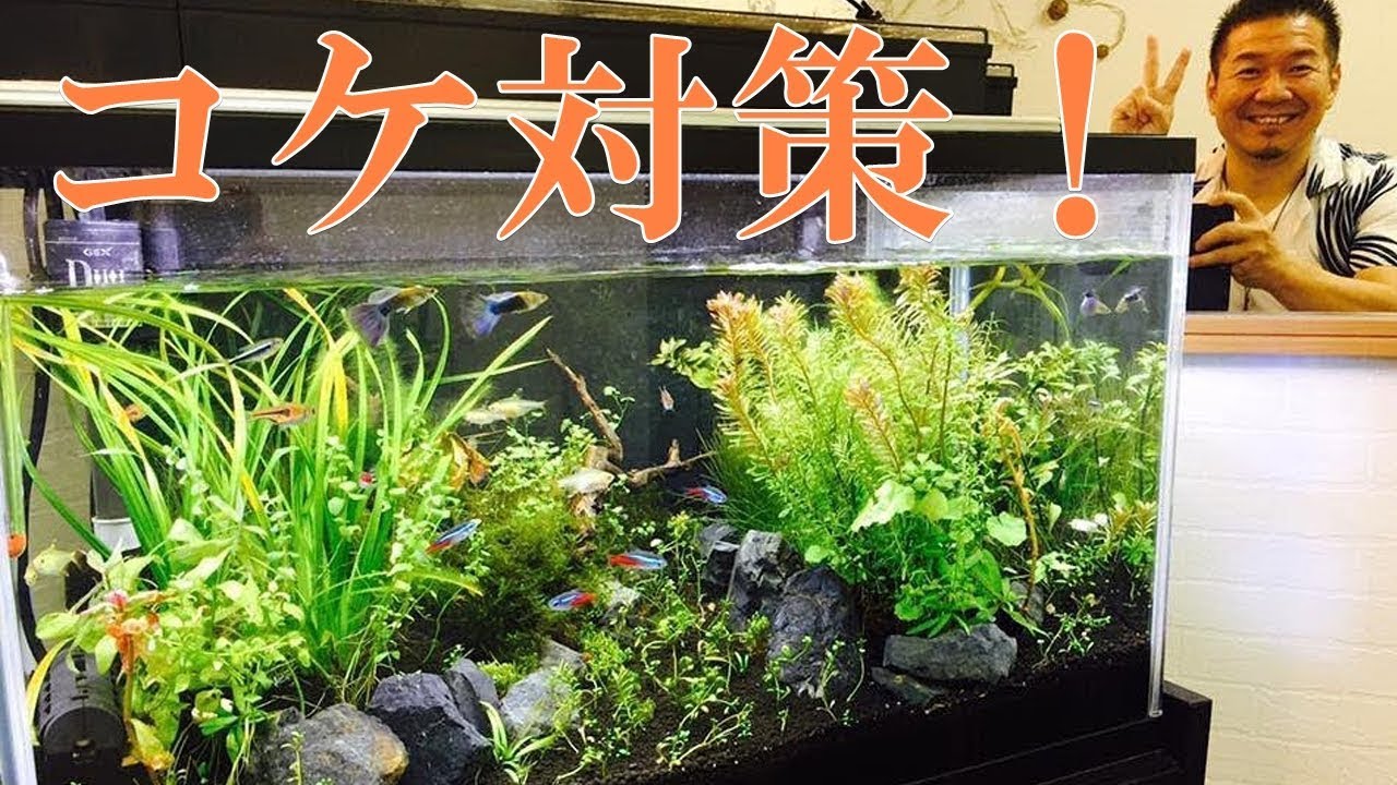 癒しの熱帯魚動画 初心者オーナーがハマっているサロンの5熱帯魚水槽紹介 Youtube 癒しの熱帯魚動画 初心者オーナーがハマっているサロンの5熱帯魚水槽紹介 Youtube