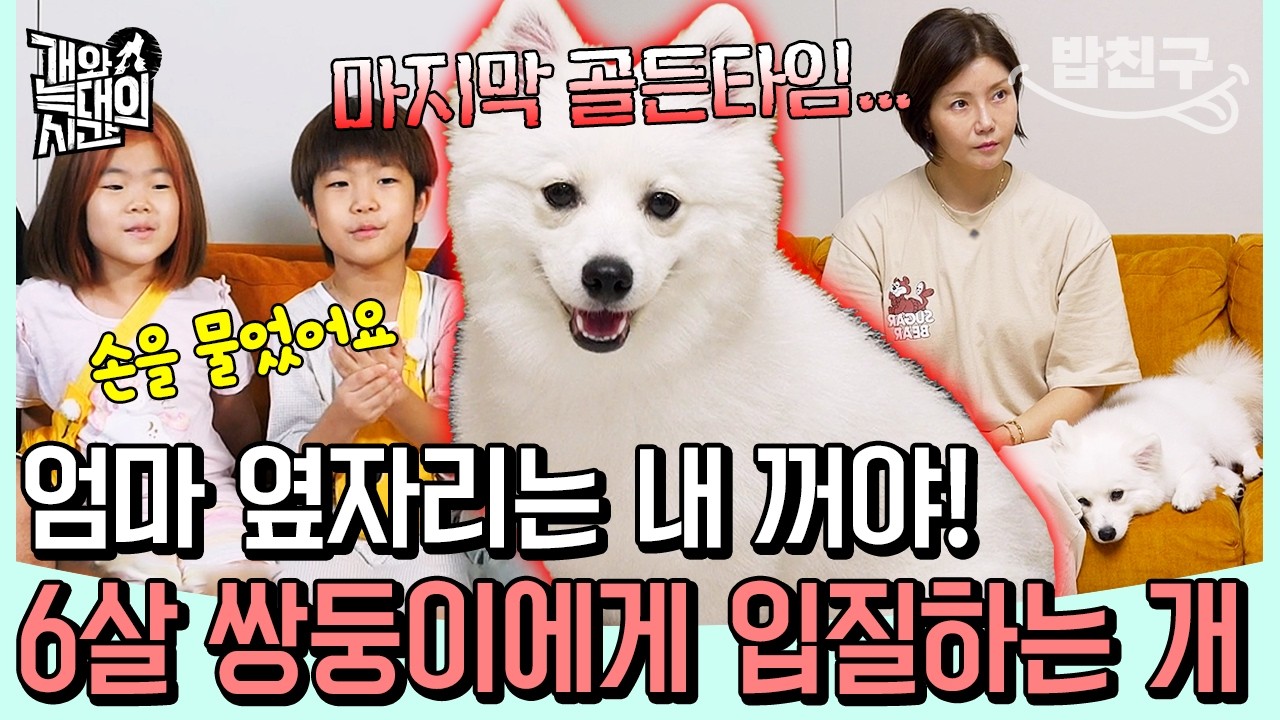 [#밥친구] 엄마 옆자리 때문에 입질? 6살 아이에게 위협하는 스피츠, 강형욱이 말하는 마지막 '골든 타임' | 개와 늑대의 시간 10회