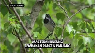 Masteran Burung Full Tembakan Rapat & Panjang #masteranburung #kicaumania