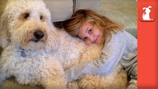 Labradoodle Service Dog Changes Little Girls Life